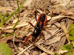 Ectomocoris ululans