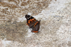 Vanessa indica indica