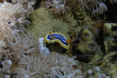 Chromodoris quadricolor