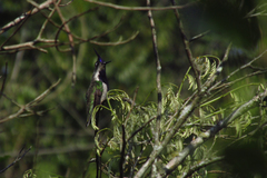 Stephanoxis loddigesii