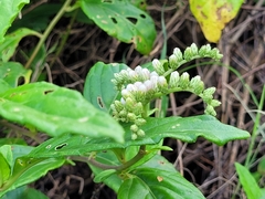Cyrtocymura scorpioides