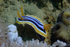 Chromodoris quadricolor