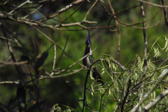 Stephanoxis loddigesii