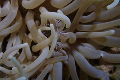 Ancylomenes longicarpus