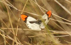 Colotis euippe omphale
