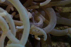 Ancylomenes longicarpus