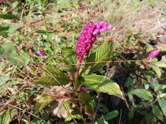 Phytolacca rugosa