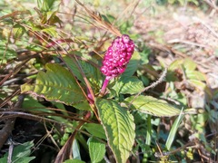 Phytolacca rugosa