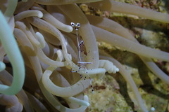 Ancylomenes longicarpus