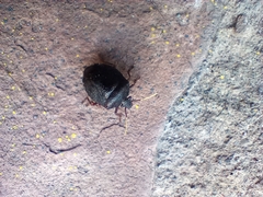 Antiteuchus mixtus