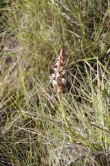 Satyrium cristatum
