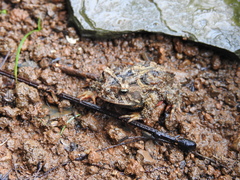 Proceratophrys brauni