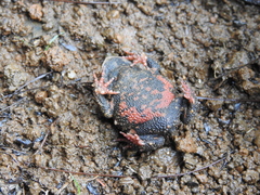 Proceratophrys brauni