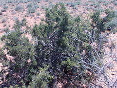Searsia burchellii