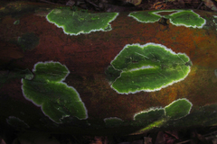 Eugenia pyriformis