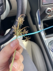 Cyperus sphacelatus