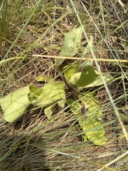 Gerbera piloselloides