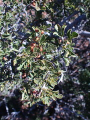 Searsia burchellii