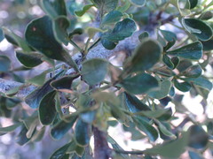 Searsia burchellii