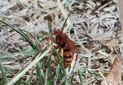 Tachypompilus mendozae