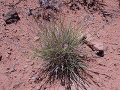 Enneapogon cenchroides