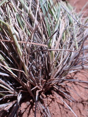 Enneapogon cenchroides