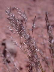 Enneapogon cenchroides