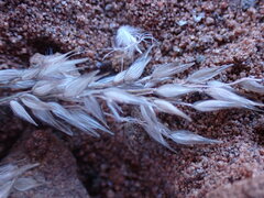 Enneapogon cenchroides