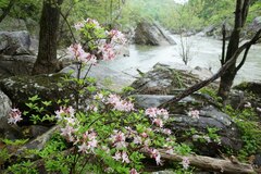 Rhododendron prinophyllum