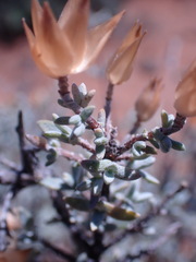 Pteronia glauca