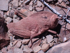 Pamphagidae