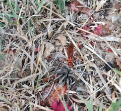 Tachypompilus mendozae