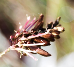 Indigofera rostrata