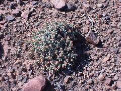 Rhinephyllum graniforme