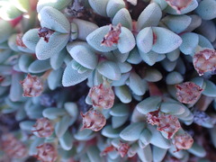 Rhinephyllum graniforme