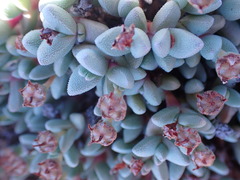 Rhinephyllum graniforme