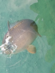 Cyprinus carpio carpio