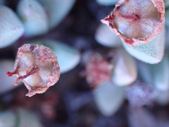 Rhinephyllum graniforme