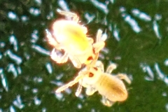 Symphypleona