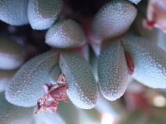 Rhinephyllum graniforme