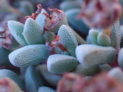Rhinephyllum graniforme