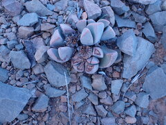 Pleiospilos compactus