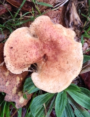 Basidiomycota
