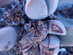 Pleiospilos compactus