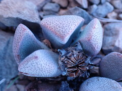 Pleiospilos compactus