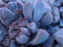 Pleiospilos compactus
