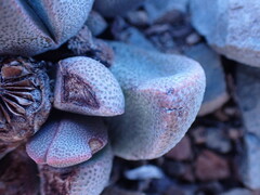 Pleiospilos compactus