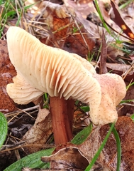 Basidiomycota
