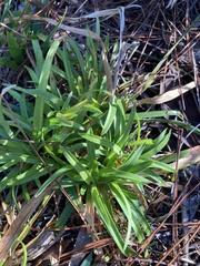 Rhynchospora ciliaris