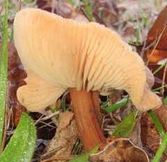 Basidiomycota